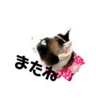 可愛い猫の一言返信スタンプ（個別スタンプ：17）