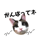 可愛い猫の一言返信スタンプ（個別スタンプ：18）