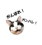 可愛い猫の一言返信スタンプ（個別スタンプ：19）