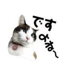 可愛い猫の一言返信スタンプ（個別スタンプ：20）