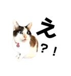 可愛い猫の一言返信スタンプ（個別スタンプ：21）