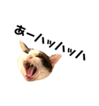 可愛い猫の一言返信スタンプ（個別スタンプ：22）