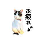 可愛い猫の一言返信スタンプ（個別スタンプ：23）