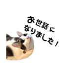 可愛い猫の一言返信スタンプ（個別スタンプ：24）