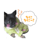 チワワのマメ（個別スタンプ：1）