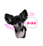 チワワのマメ（個別スタンプ：2）