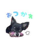 チワワのマメ（個別スタンプ：4）