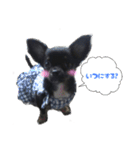 チワワのマメ（個別スタンプ：5）