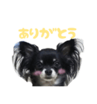チワワのマメ（個別スタンプ：7）