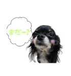 チワワのマメ（個別スタンプ：8）