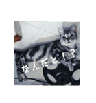 ゴマの日（個別スタンプ：6）
