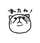 下から見た猫（個別スタンプ：11）