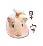 モルモット フゥフゥ＆メンメン（個別スタンプ：1）