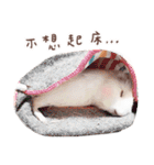 モルモット フゥフゥ＆メンメン（個別スタンプ：2）