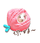 モルモット フゥフゥ＆メンメン（個別スタンプ：3）