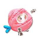モルモット フゥフゥ＆メンメン（個別スタンプ：4）