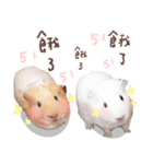 モルモット フゥフゥ＆メンメン（個別スタンプ：5）