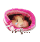 モルモット フゥフゥ＆メンメン（個別スタンプ：14）