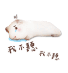 モルモット フゥフゥ＆メンメン（個別スタンプ：15）