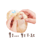 モルモット フゥフゥ＆メンメン（個別スタンプ：23）