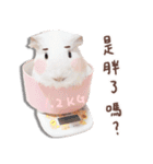 モルモット フゥフゥ＆メンメン（個別スタンプ：28）