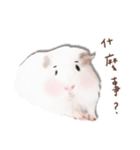 モルモット フゥフゥ＆メンメン（個別スタンプ：30）