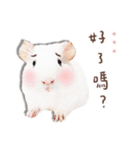 モルモット フゥフゥ＆メンメン（個別スタンプ：31）