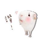 モルモット フゥフゥ＆メンメン（個別スタンプ：33）