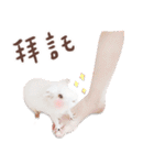 モルモット フゥフゥ＆メンメン（個別スタンプ：34）