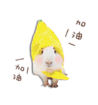 モルモット フゥフゥ＆メンメン（個別スタンプ：35）