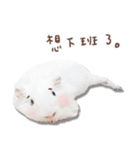 モルモット フゥフゥ＆メンメン（個別スタンプ：36）
