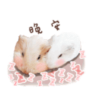 モルモット フゥフゥ＆メンメン（個別スタンプ：38）