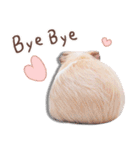 モルモット フゥフゥ＆メンメン（個別スタンプ：39）