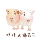 モルモット フゥフゥ＆メンメン（個別スタンプ：40）