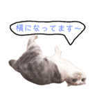 おうちのまるちゃん（個別スタンプ：4）