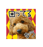 保護犬卒業生 琥珀ちゃんの日常スタンプ（個別スタンプ：21）