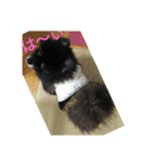黒ポメめいちん（個別スタンプ：3）