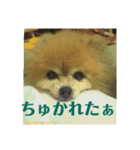 黒ポメめいちん（個別スタンプ：5）