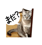 くろうにはなのスタンプ（個別スタンプ：11）