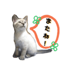 くろうにはなのスタンプ（個別スタンプ：12）