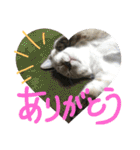 くろうにはなのスタンプ（個別スタンプ：19）