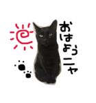 ちゃんただよ。（個別スタンプ：1）