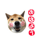 柴犬なな ノーマルバージョン（個別スタンプ：1）