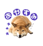 柴犬なな ノーマルバージョン（個別スタンプ：2）