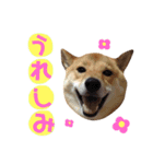 柴犬なな ノーマルバージョン（個別スタンプ：3）
