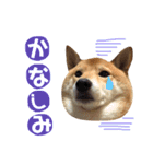 柴犬なな ノーマルバージョン（個別スタンプ：4）
