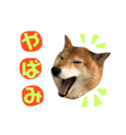 柴犬なな ノーマルバージョン（個別スタンプ：5）