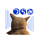 柴犬なな ノーマルバージョン（個別スタンプ：6）
