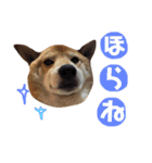 柴犬なな ノーマルバージョン（個別スタンプ：7）