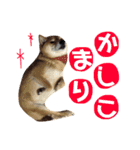 柴犬なな ノーマルバージョン（個別スタンプ：8）